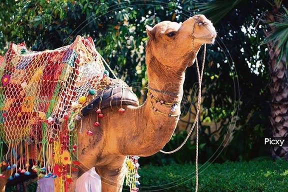 ਬੇਰ*ਹਿਮੀ ਦੀ ਹੱਦ ; ਖੇਤਾਂ ’ਚੋਂ ਪਾਣੀ ਪੀਣ ’ਤੇ ਤੋੜੀਆਂ ਊਠ ਦੀਆਂ ਲੱਤਾਂ